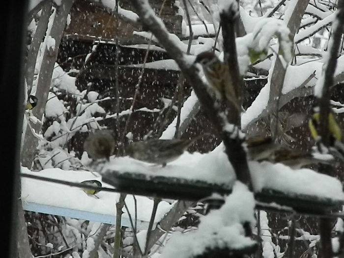 DSCN1647 - VRABIUTE_2