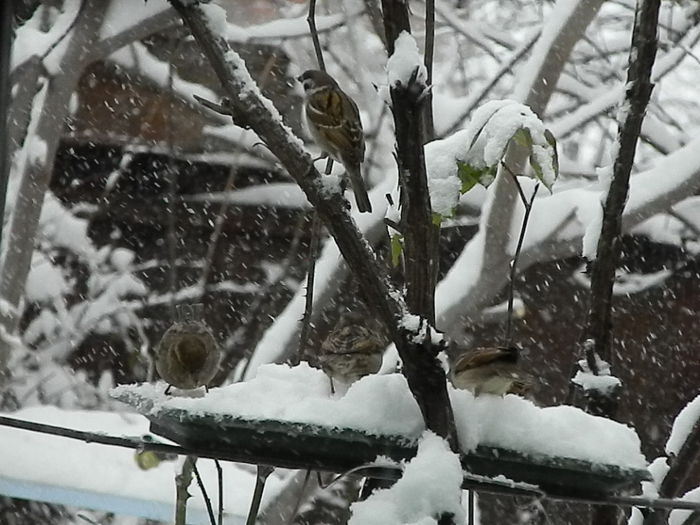 DSCN1654 - VRABIUTE_2