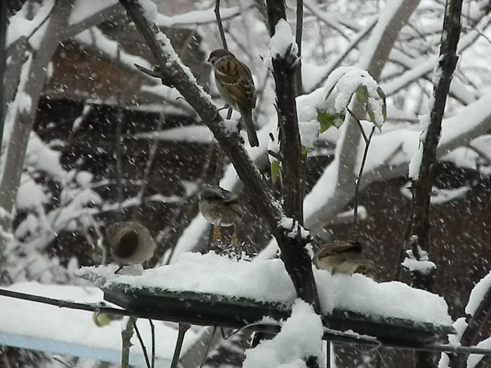 DSCN1655 - VRABIUTE_2