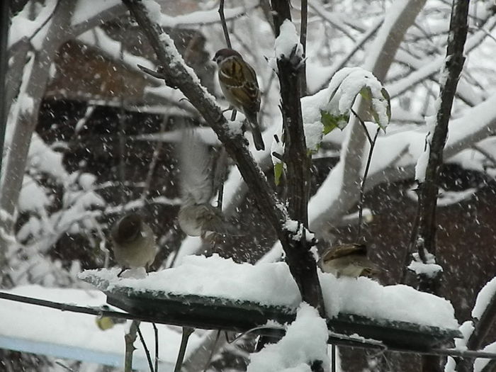 DSCN1656 - VRABIUTE_2