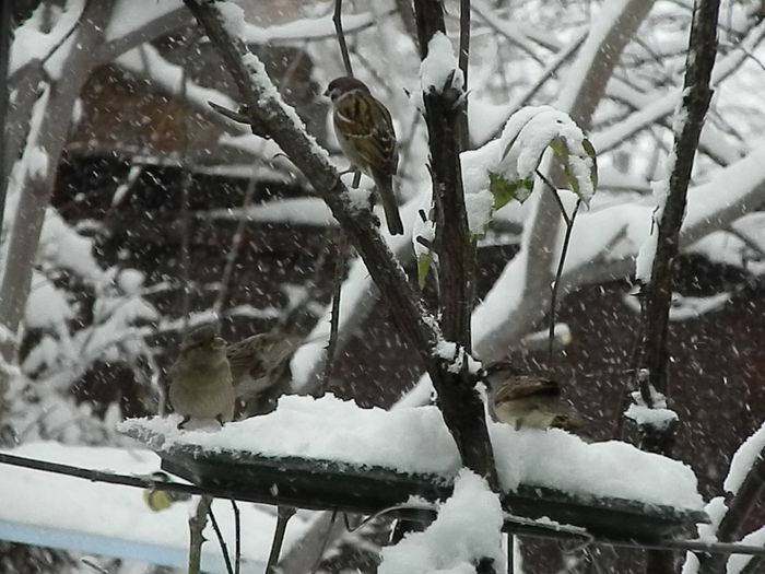 DSCN1657 - VRABIUTE_2