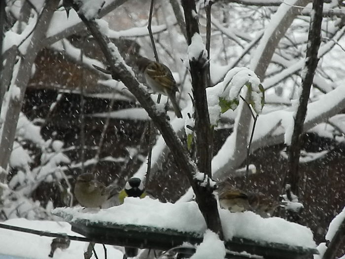 DSCN1658 - VRABIUTE_2