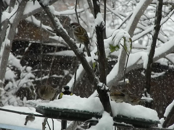 DSCN1660 - VRABIUTE_2