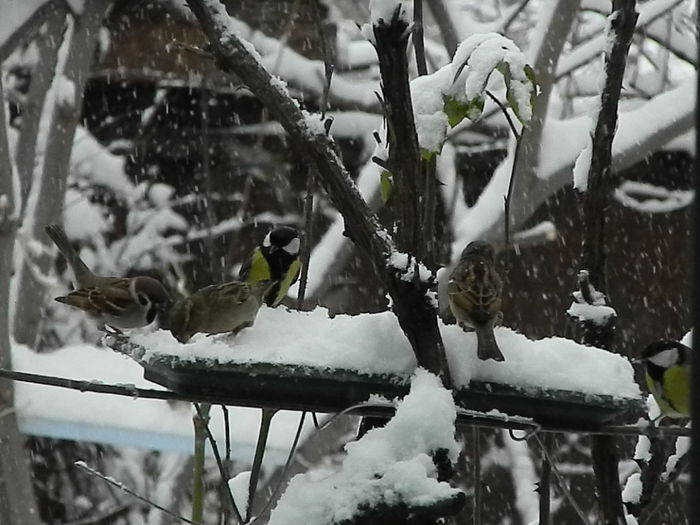 DSCN1663 - VRABIUTE_2