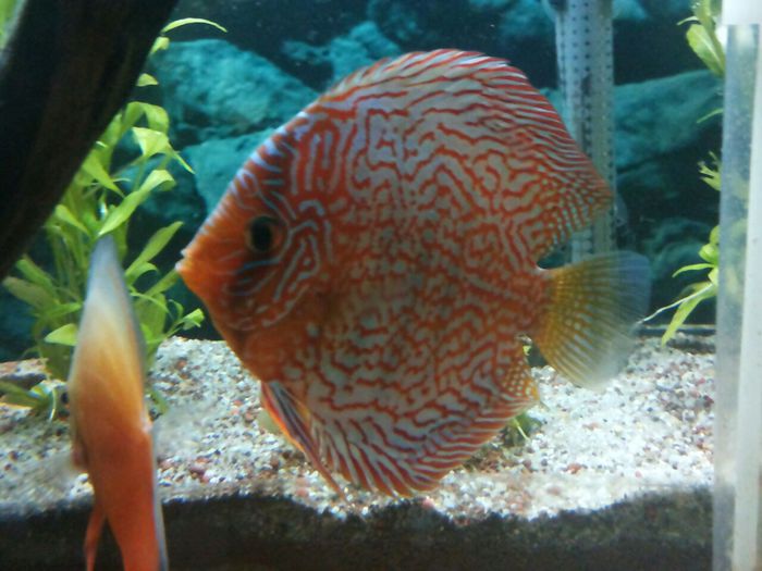 IMG_0873 - red turquoise discus