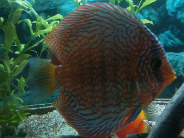 IMG_0874 - red turquoise discus