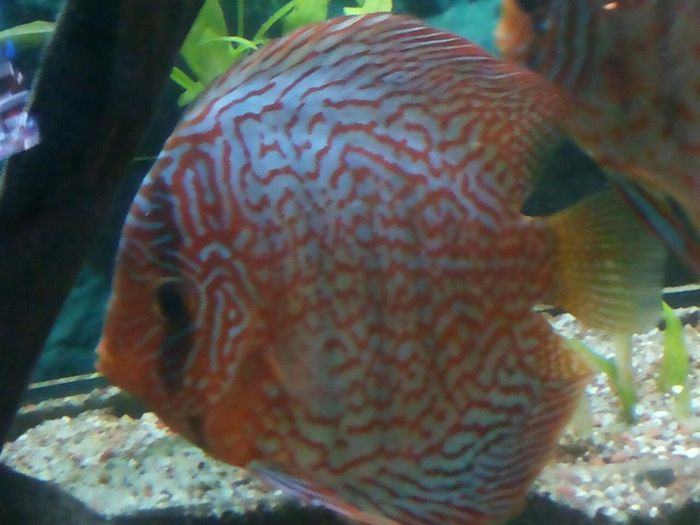 IMG_0875 - red turquoise discus