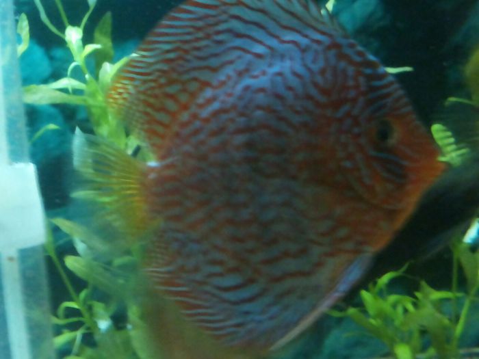 IMG_0876 - red turquoise discus