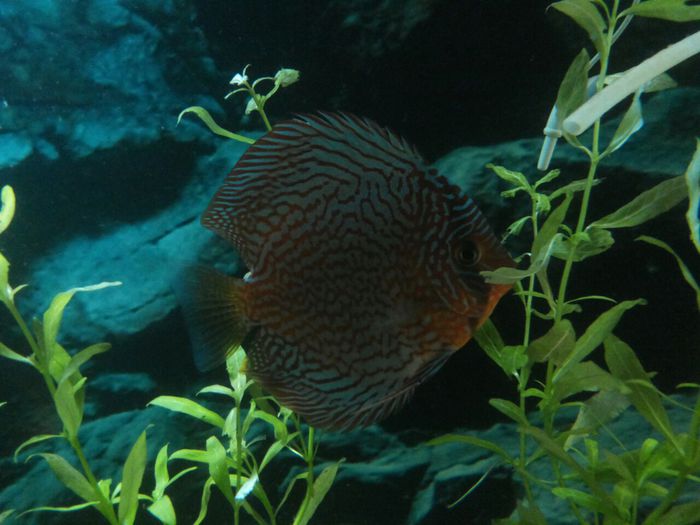 IMG_0877 - red turquoise discus