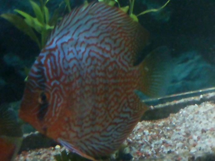 IMG_0879 - red turquoise discus