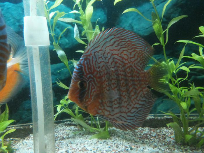 IMG_0880 - red turquoise discus