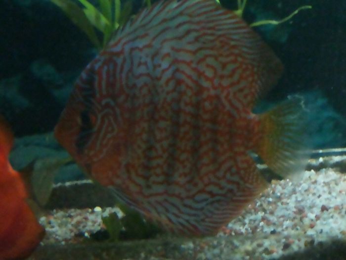 IMG_0882 - red turquoise discus