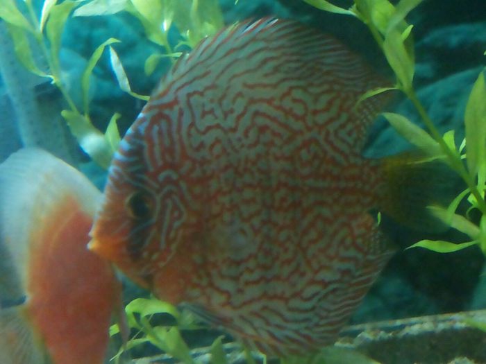 IMG_0883 - red turquoise discus