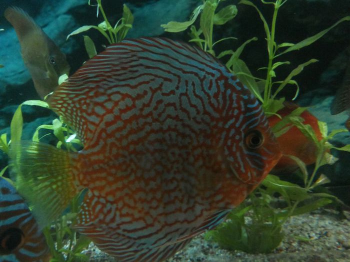 IMG_0887 - red turquoise discus