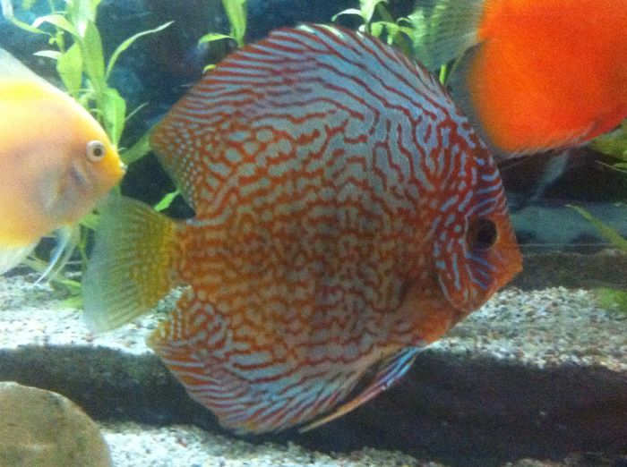 IMG_0892 - red turquoise discus