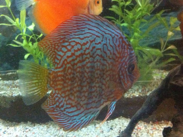 IMG_0893 - red turquoise discus