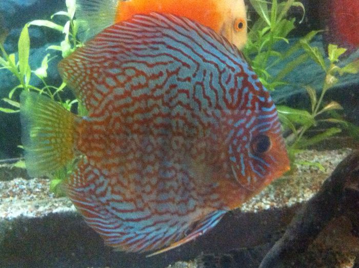 IMG_0894 - red turquoise discus