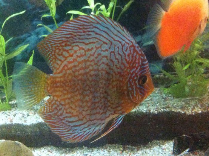 IMG_0896 - red turquoise discus