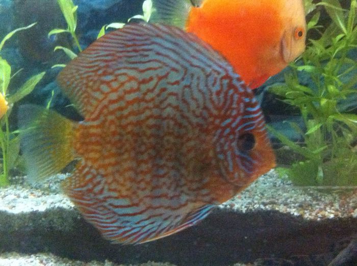 IMG_0897 - red turquoise discus