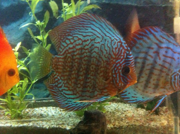 IMG_0898 - red turquoise discus