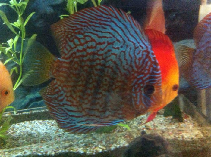 IMG_0903 - red turquoise discus