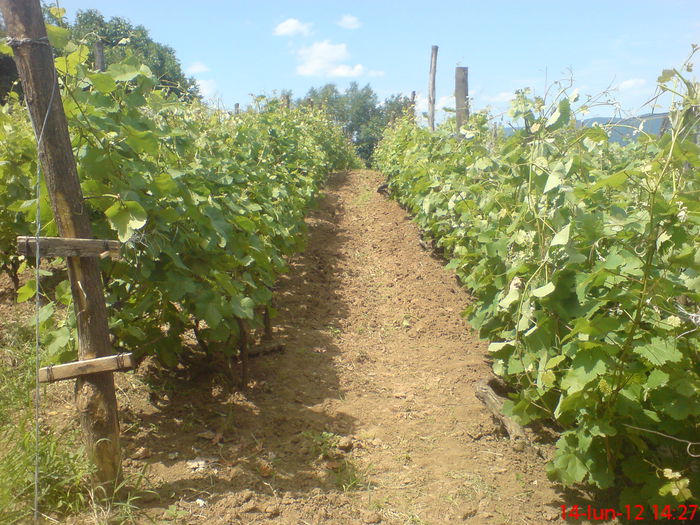 DSC05328 - tractoras japonez lucrari