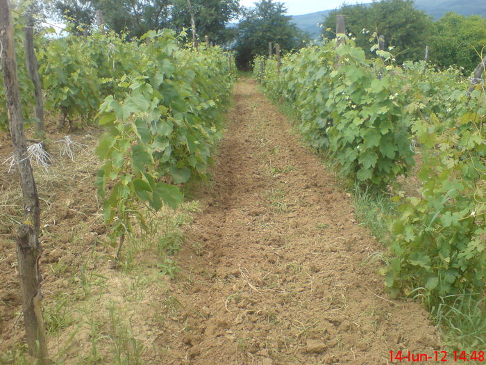 DSC05334 - tractoras japonez lucrari