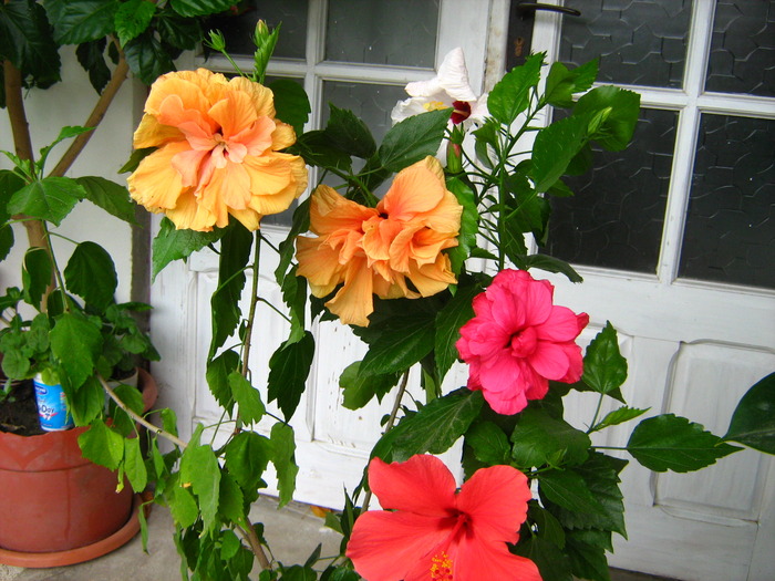 Picture 387 - flori diverse