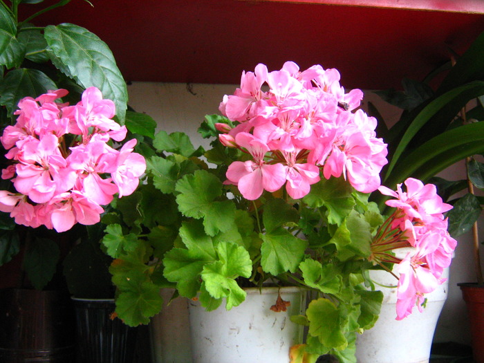 Picture 388 - flori diverse