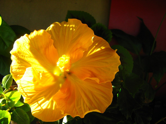 Picture 394 - flori diverse