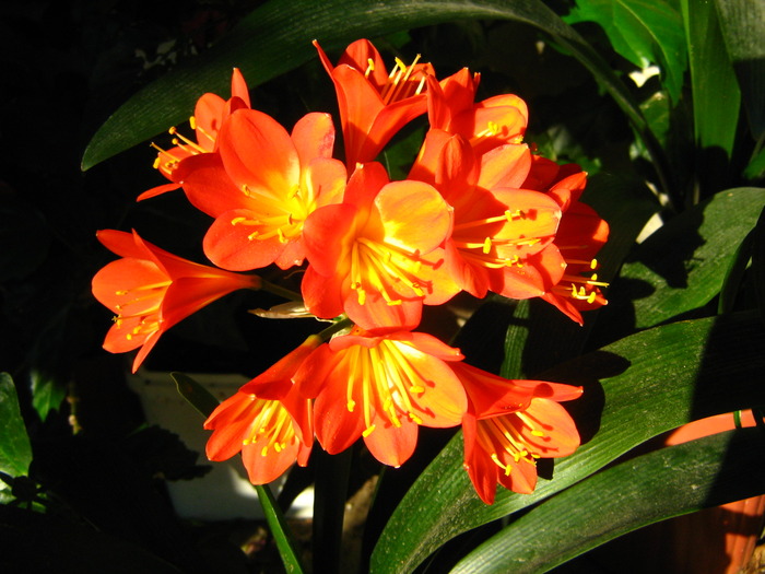 Picture 396 - flori diverse