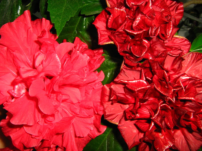 Picture 399 - flori diverse