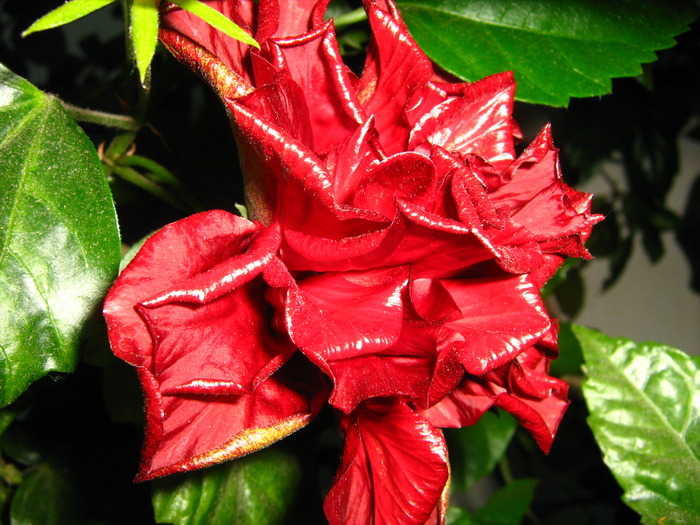 Picture 400 - flori diverse