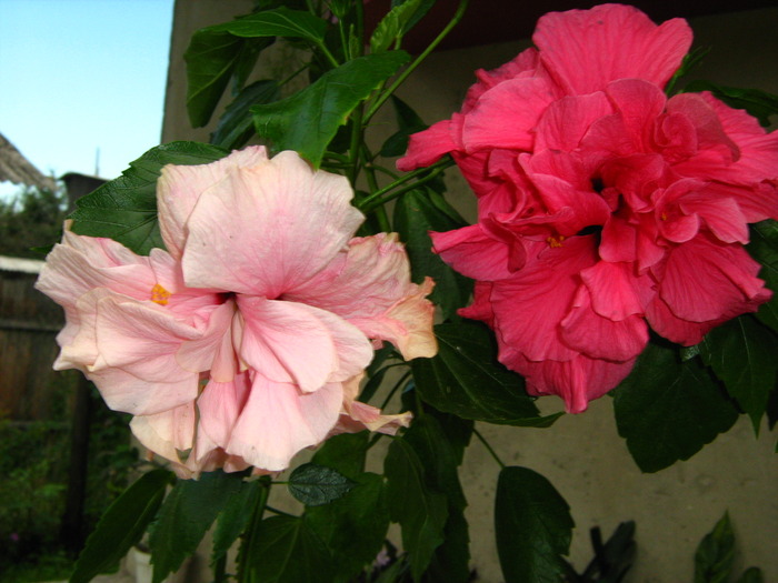 Picture 401 - flori diverse