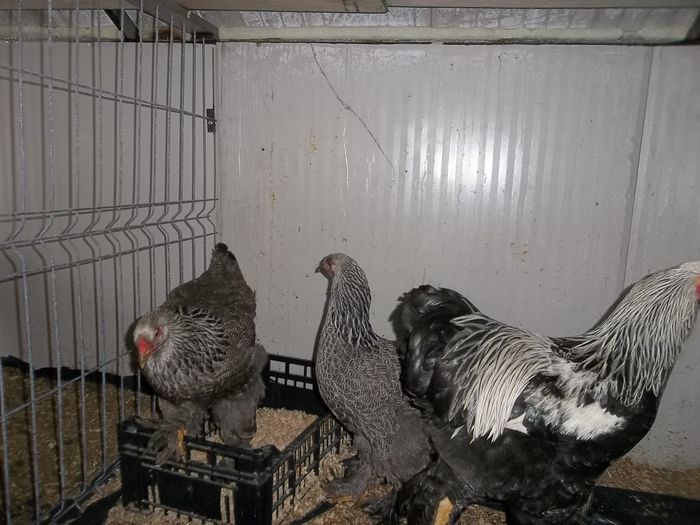 100_5527 - Gainile mele 2015