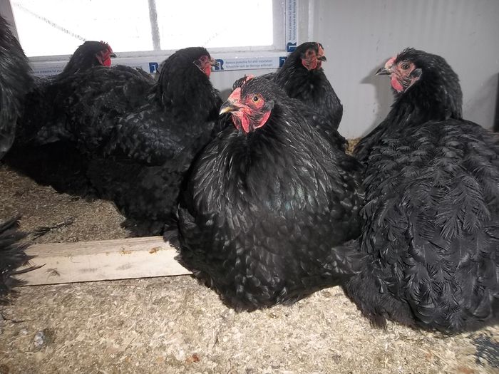 100_5513 - Gainile mele 2015