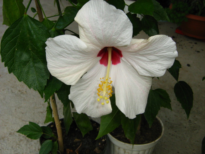 Picture 402 - flori diverse