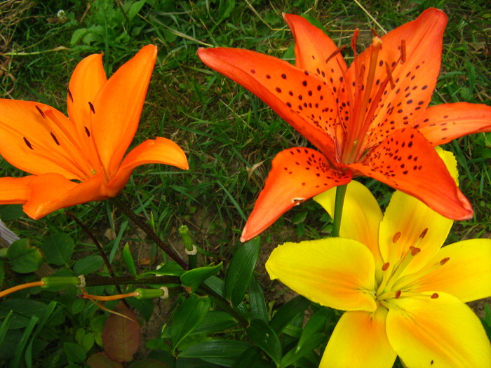 Picture 403 - flori diverse