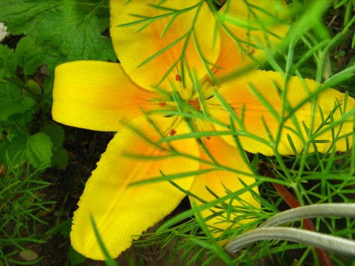 Picture 406 - flori diverse