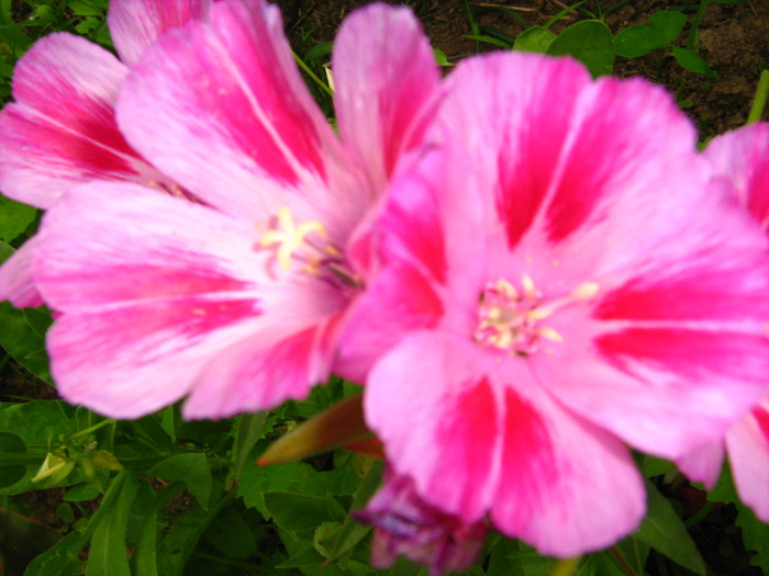 Picture 407 - flori diverse