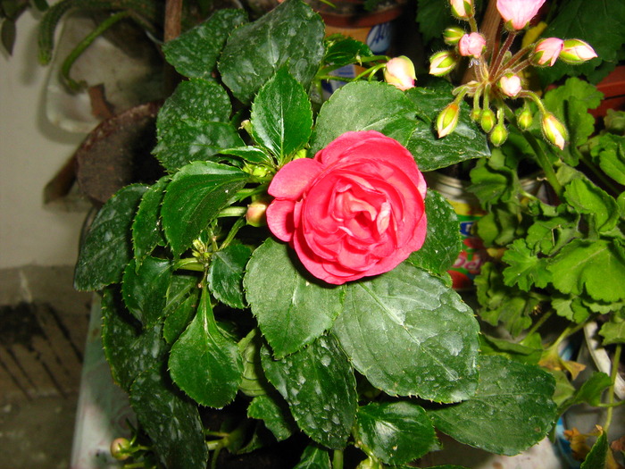 Picture 408 - flori diverse