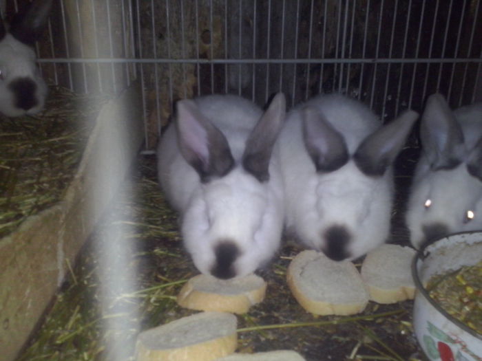 CAM02497 - c 08-10-2014 cuib hibrid M calif-F NEO3