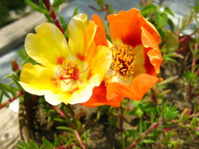 Picture 410 - flori diverse