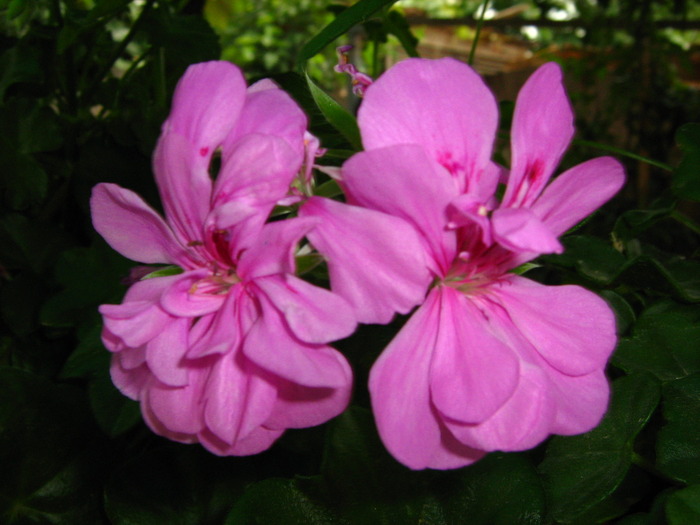 Picture 416 - flori diverse