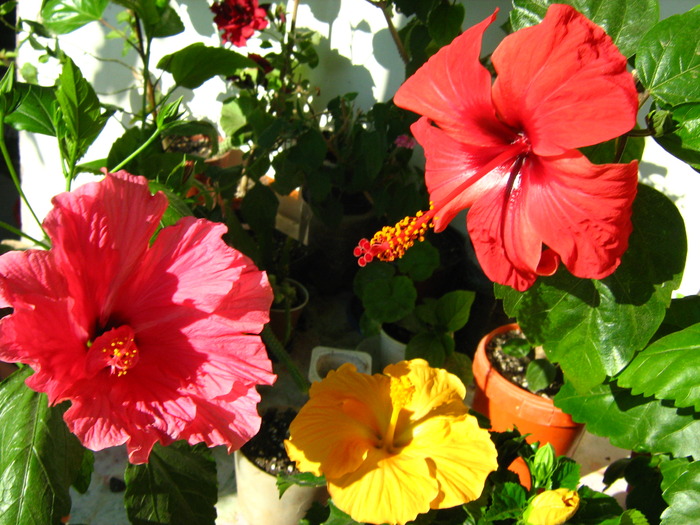 Picture 417 - flori diverse