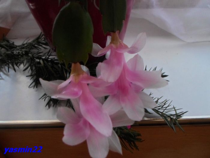 036   Dec.2014 - X-Schlumbergera