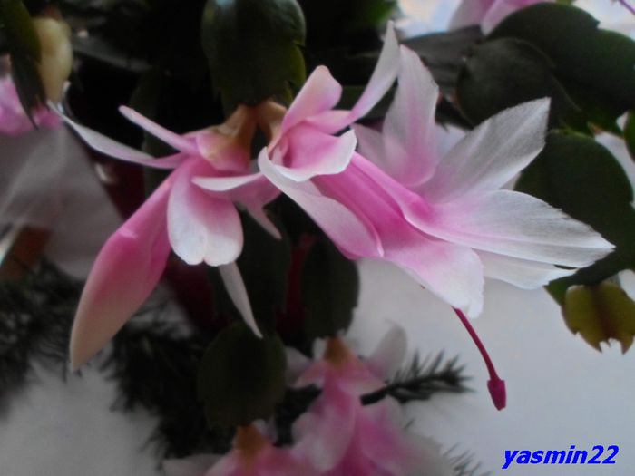 037  Dec.2014 - X-Schlumbergera