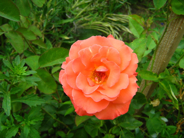 Picture 422 - flori diverse