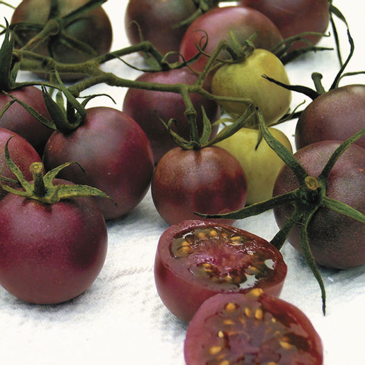 CHOCOLATE CHERRY - SEMINTE ORIGINALE PARK SEEDS