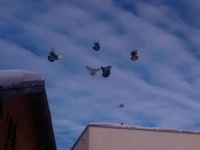 IMG_20150102_122847 - Porumbei la zbor